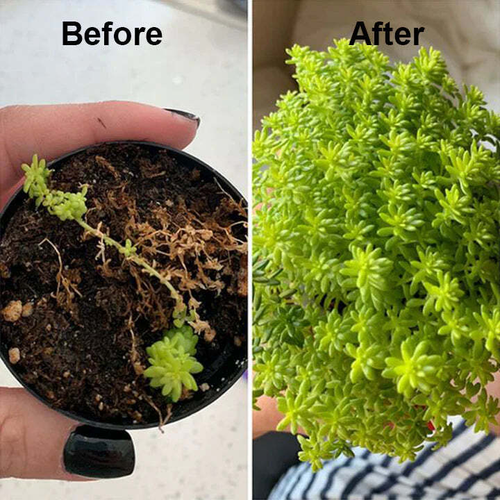 2+1 Free | Faster Plant Recovery